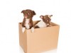 Moving with Dog: How to Make It Easily
